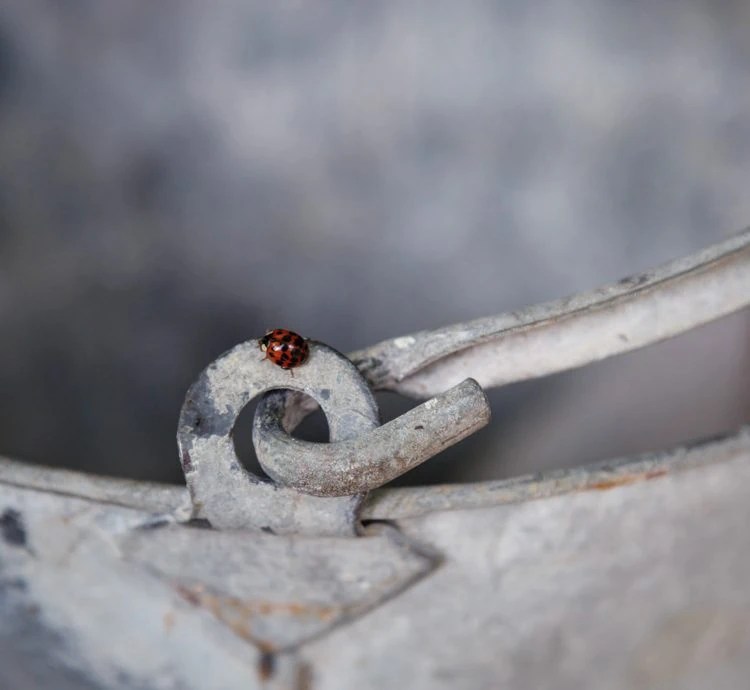 0003 – 2014 – Old Parsonage Hotel – Oxford – Low Res – Garden Bucket Ladybird – Web Feature